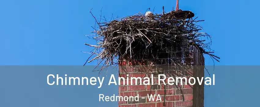  Chimney Animal Removal Redmond - WA