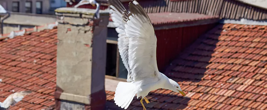 Residential Chimney Animal Removal Solution in Redmond, WA